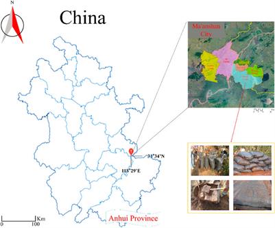 Comprehensive analysis of the stability of tailings-geotextile composite—Iron Mine Tailings Dam in Gushan, Anhui, China